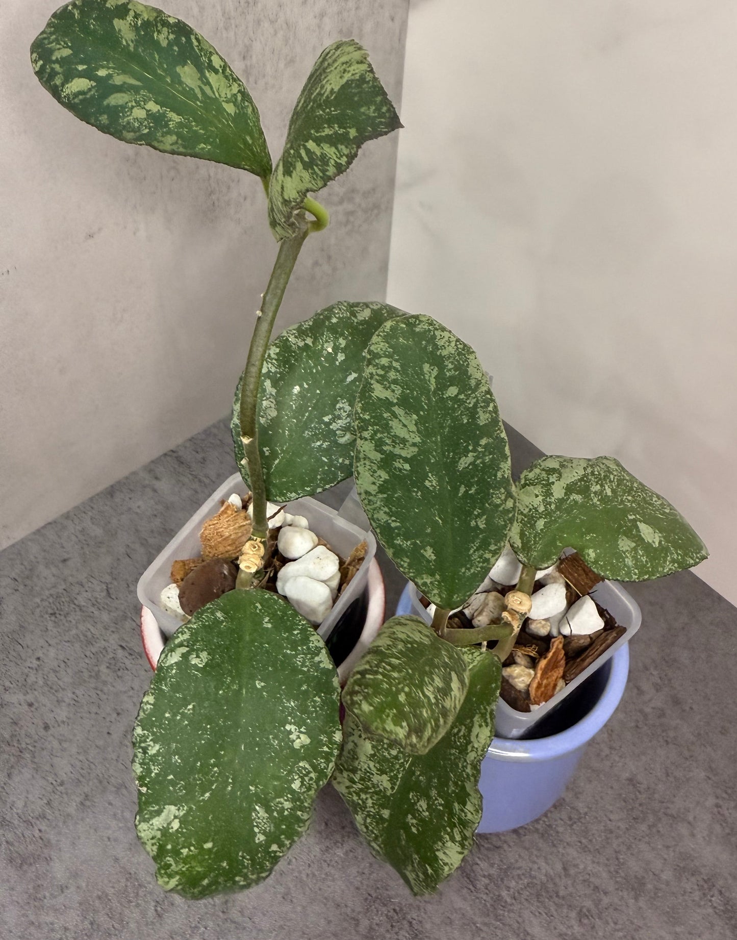 Hoya waymaniae 'Cloudy Sky' •growers choice•