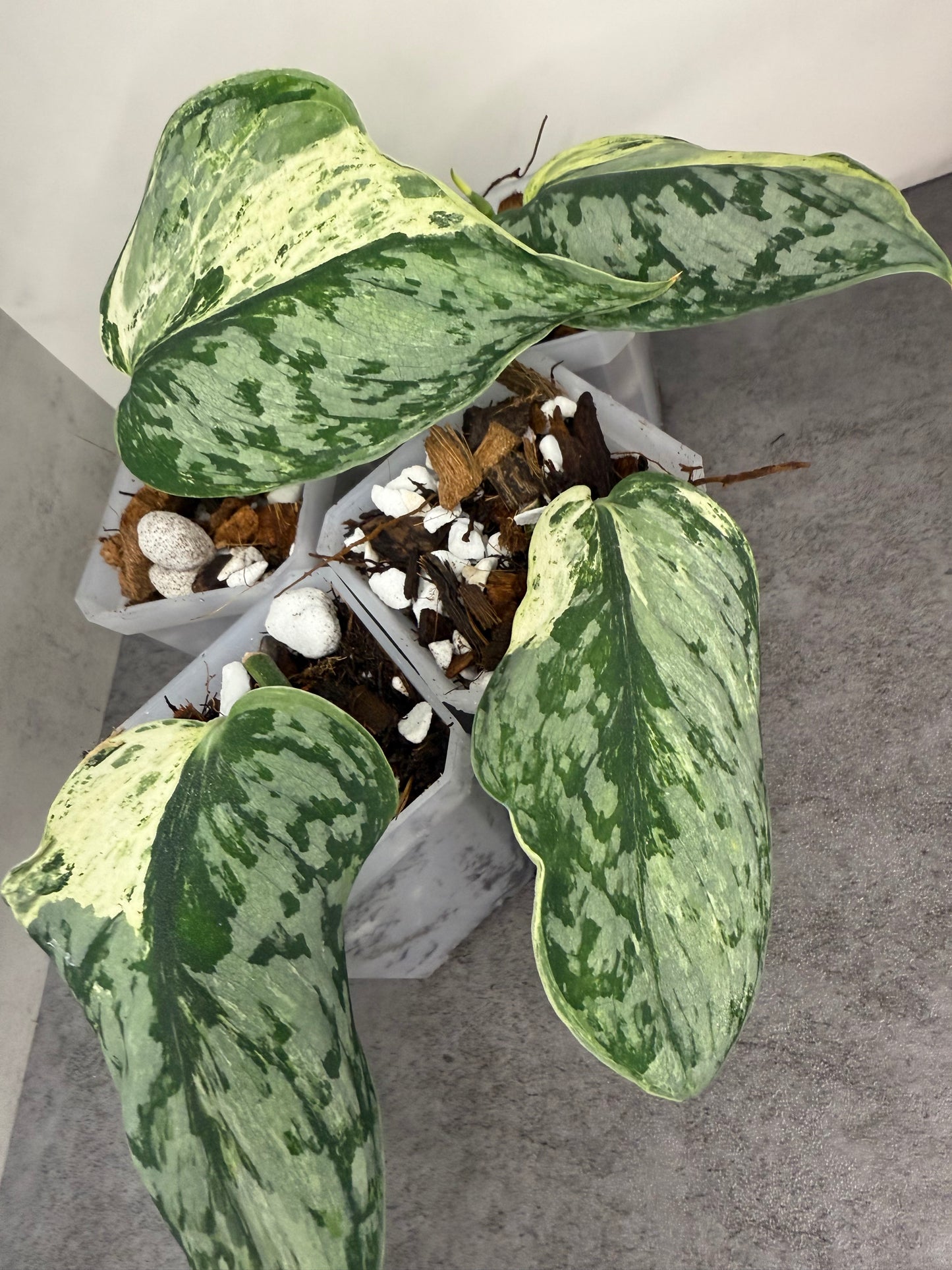 Scindapsus Peasun Variegated •growers choice•