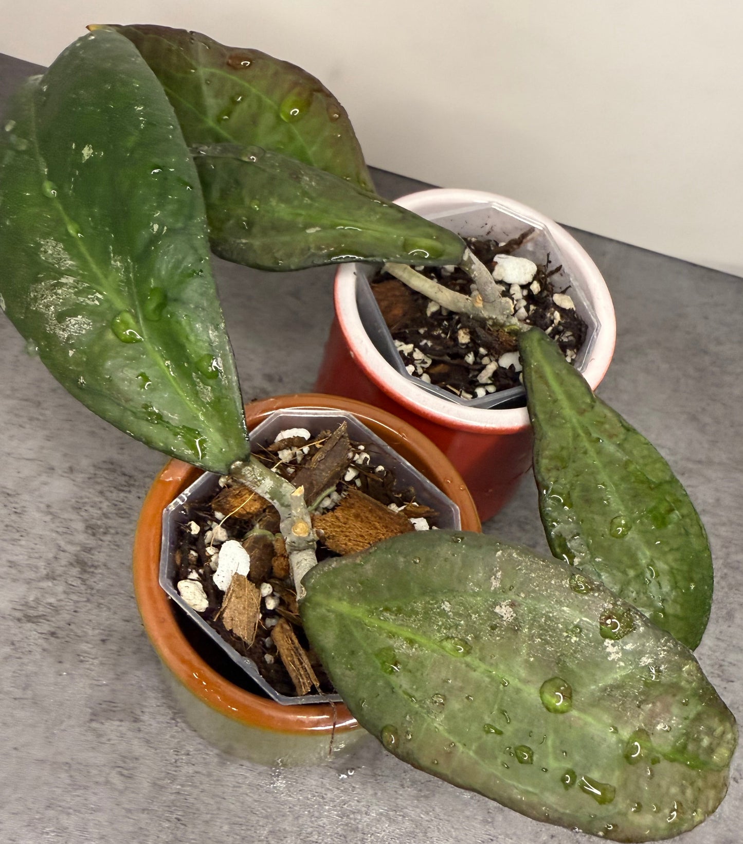 Hoya ‘Tequila Sunrise’ •growers choice•