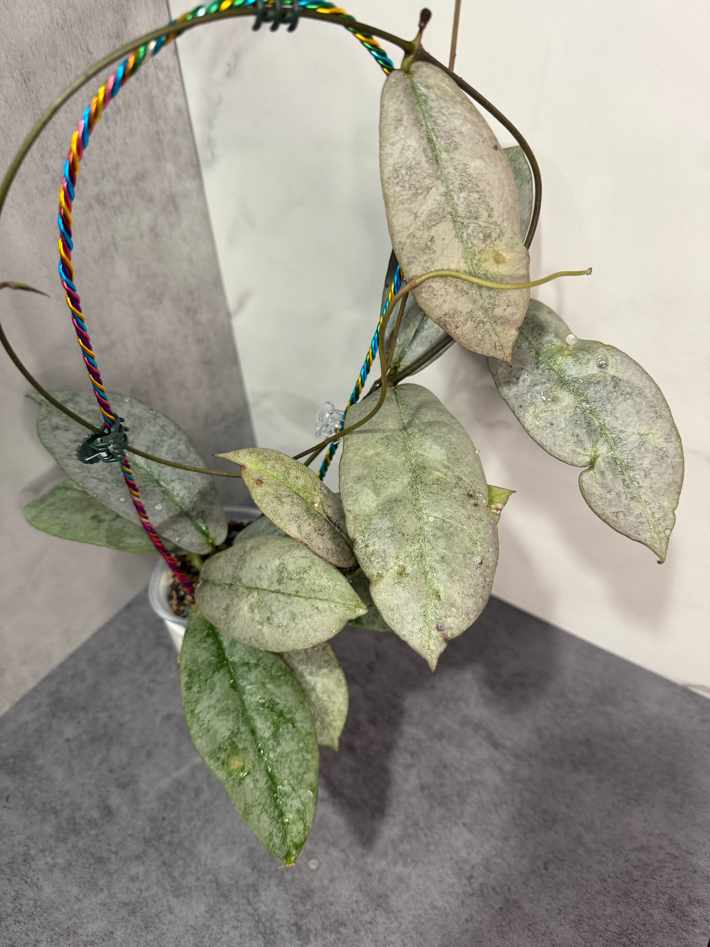 Hoya mitrata ‘Silver Borneo’