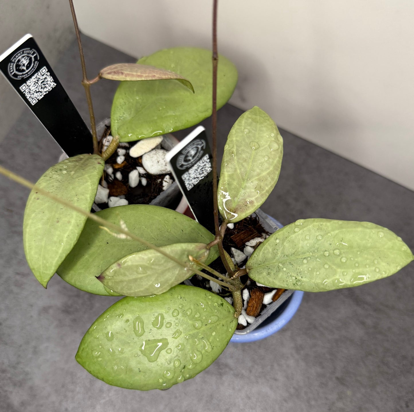 Hoya erythrostemma (Silver Small) •growers choice•