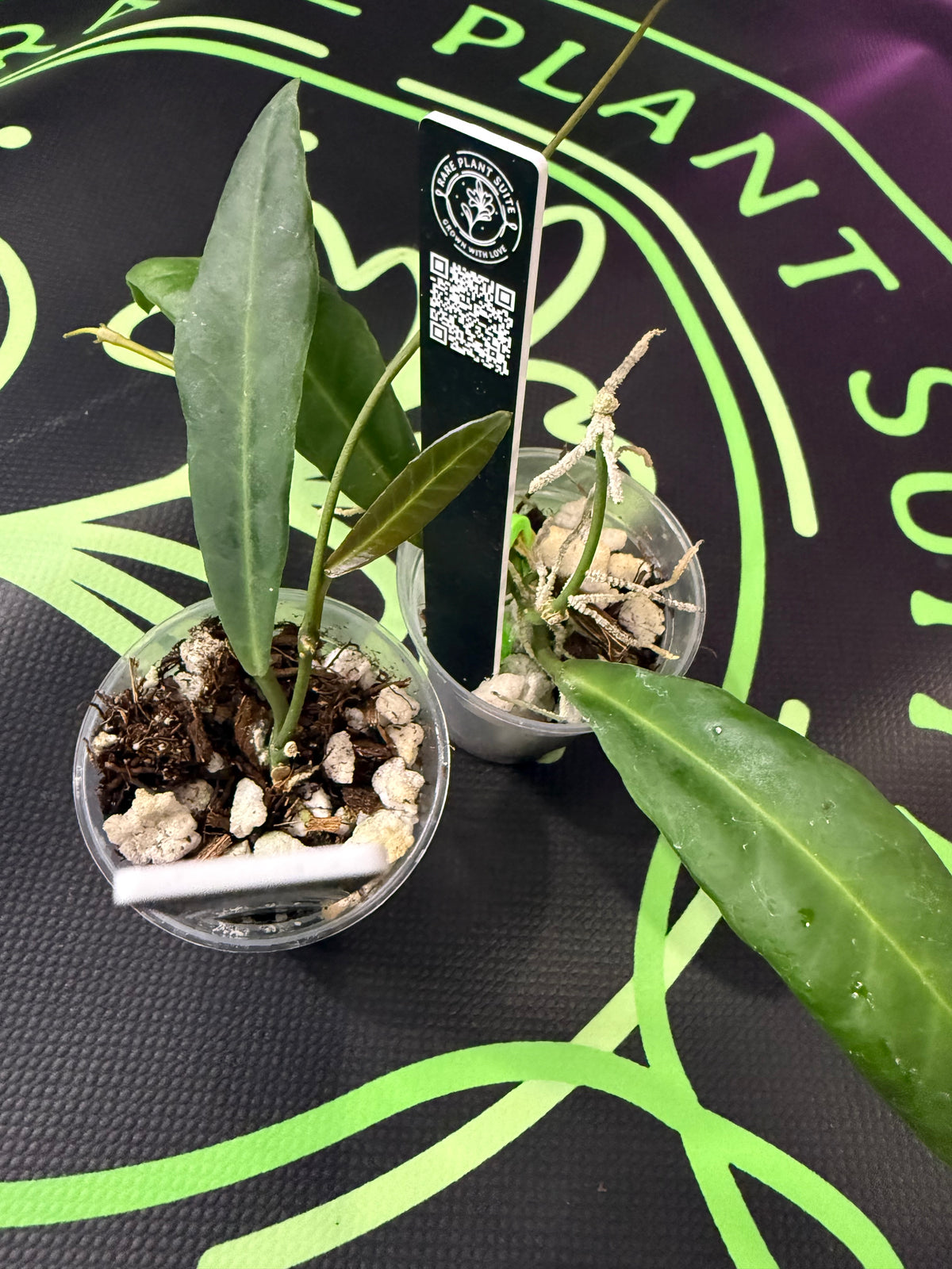 Hoya pulchra •growers choice•
