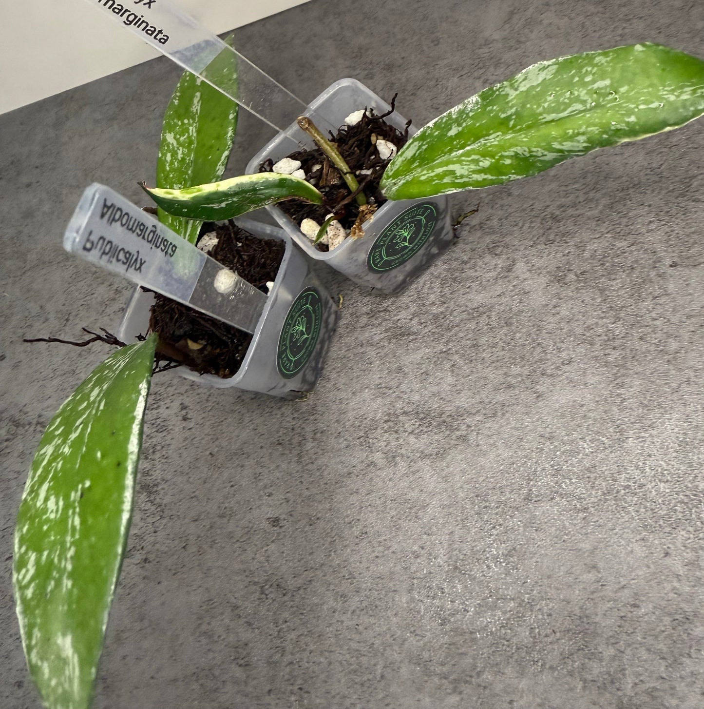 Hoya publicalyx ‘Albomarginata’ •growers choice•