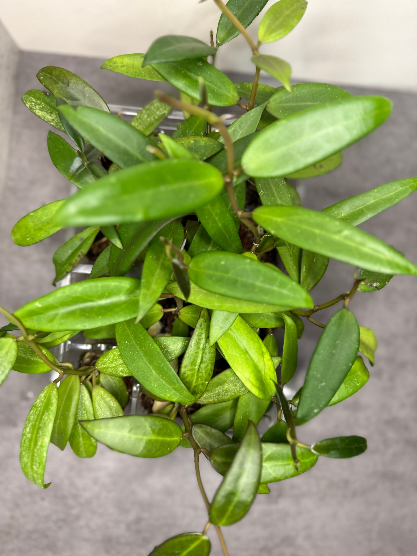 Hoya Seedlings noID •one seedling per order: will ship in 1inch pot•