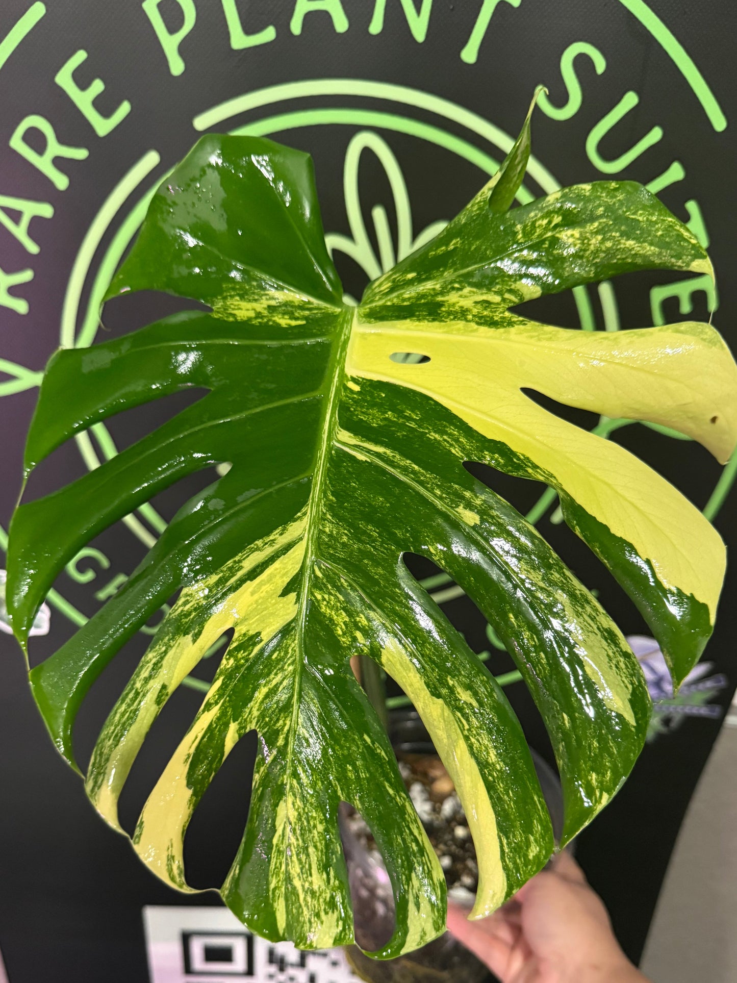 Monstera “Pom Pom”