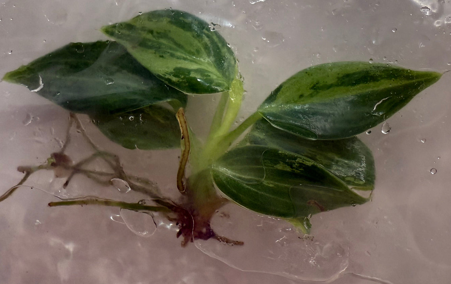 Philodendron Variegated Melanochrysum Tissue Culture •growers choice•