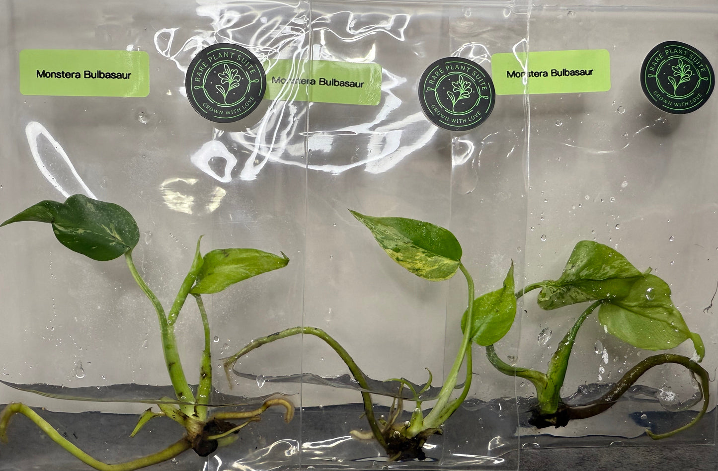 Monstera Deliciosa Bulbasaur TISSUE CULTURE •growers choice•