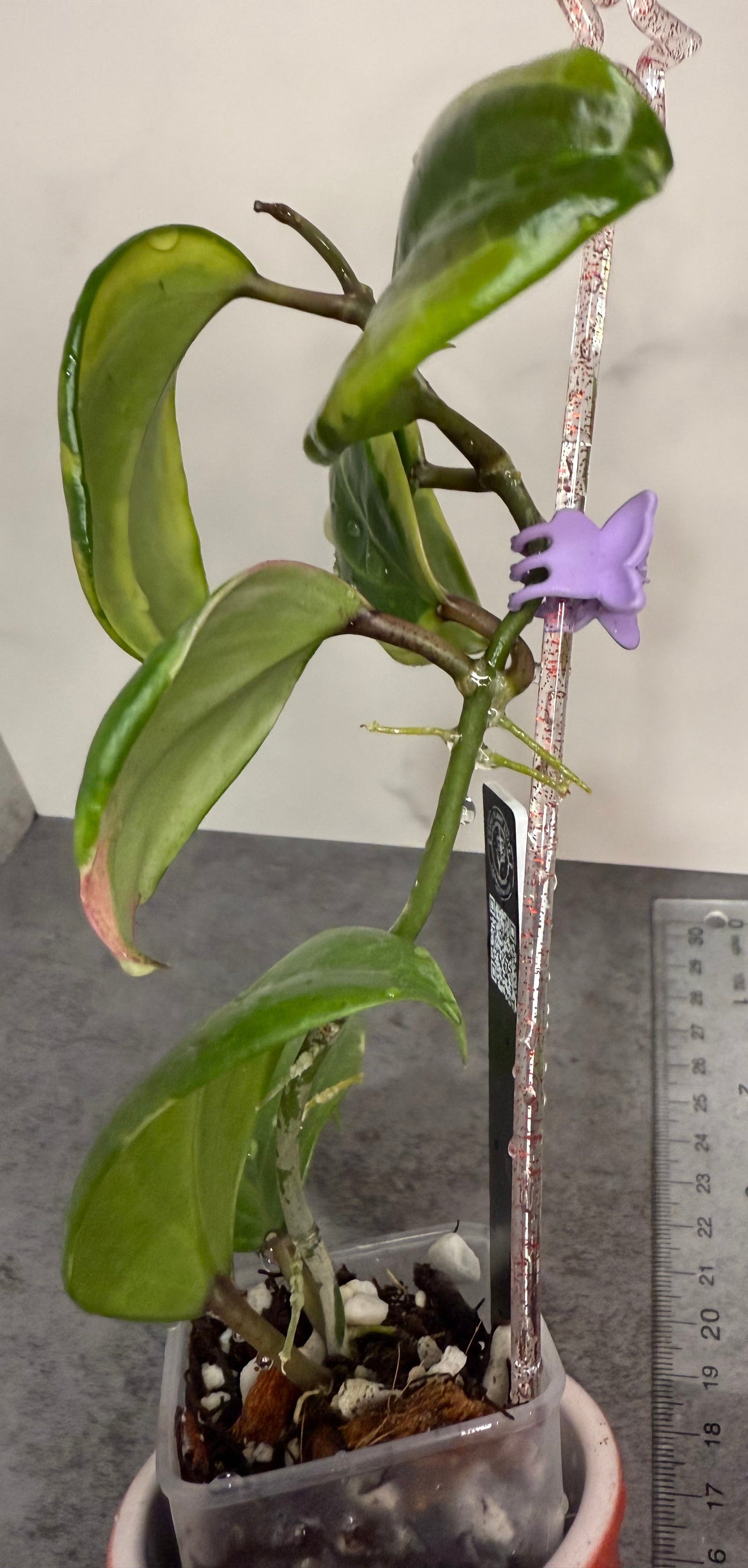 Hoya quinquenervia 'Little Plu'