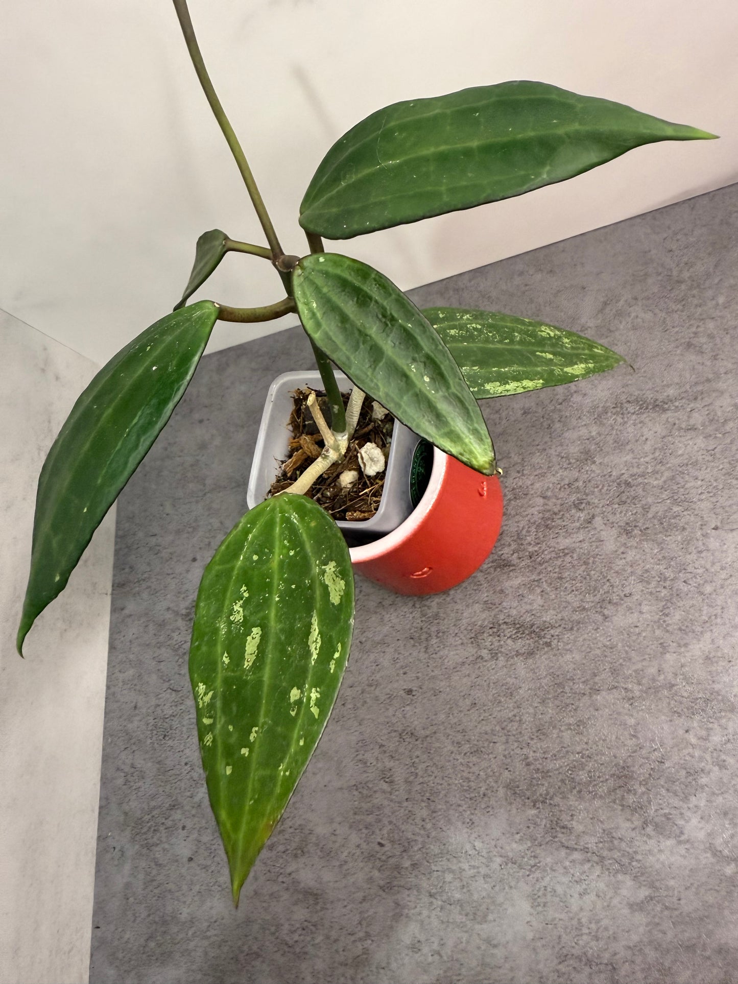 Hoya latifolia (Splash)