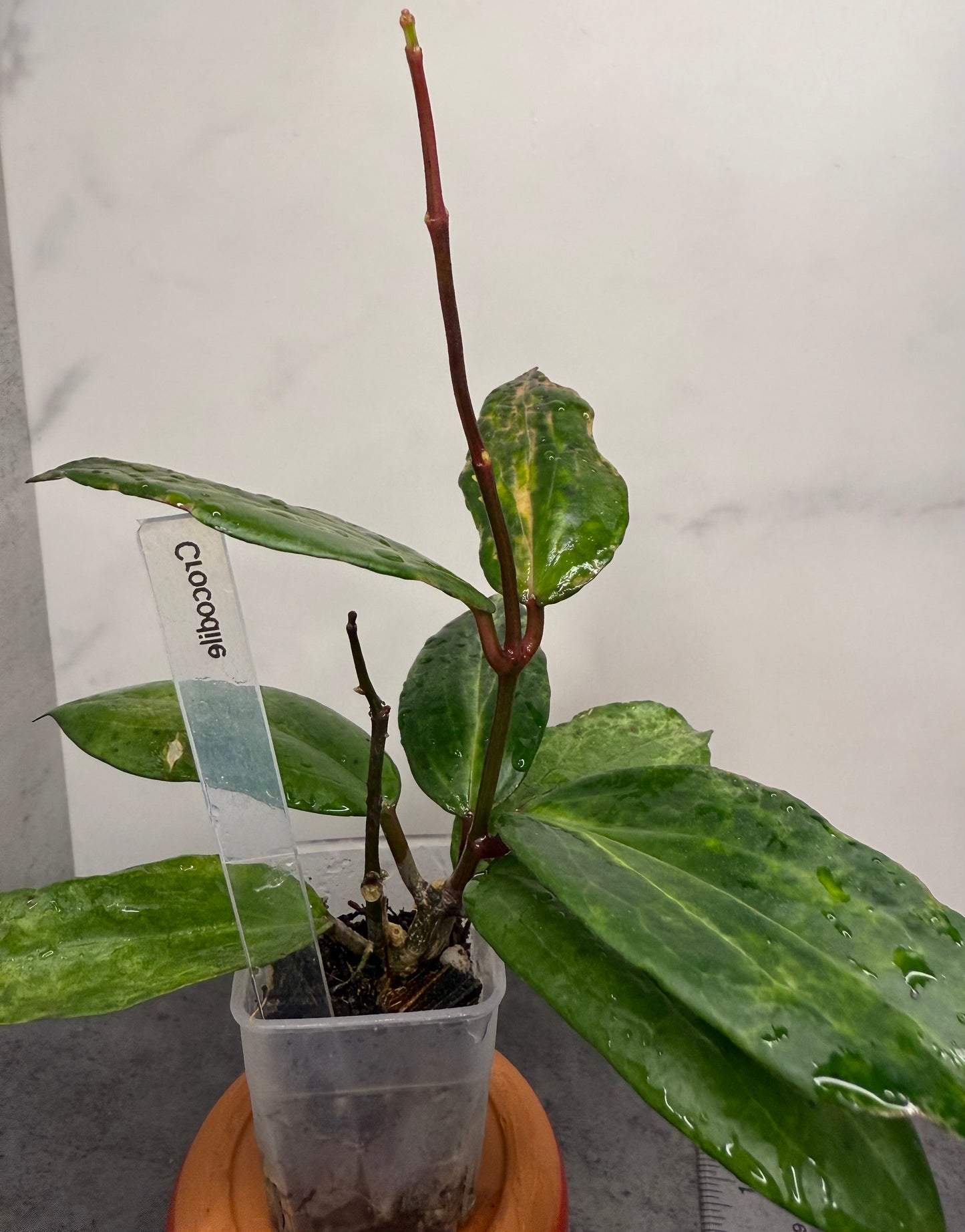 Hoya ‘Crocodile’