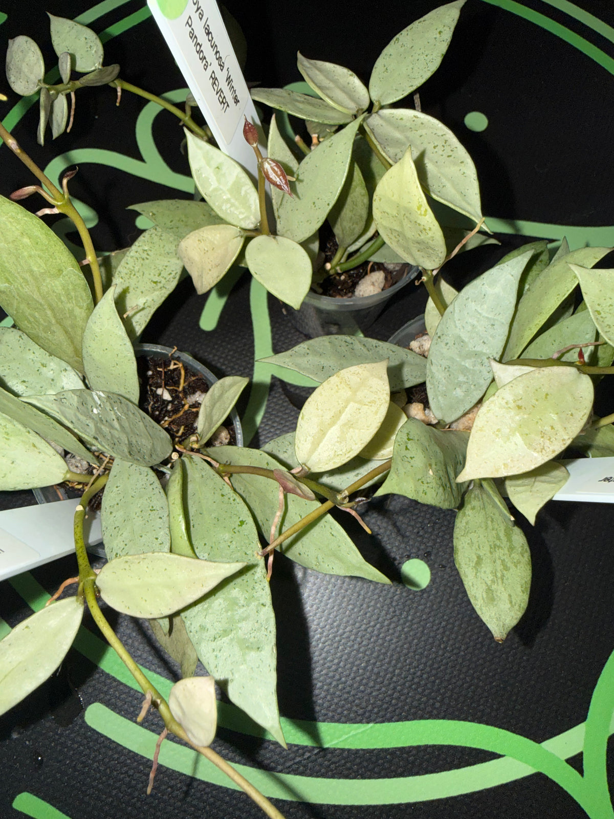 Hoya lacunosa ‘Winter Pandora’ REVERT •growers choice•