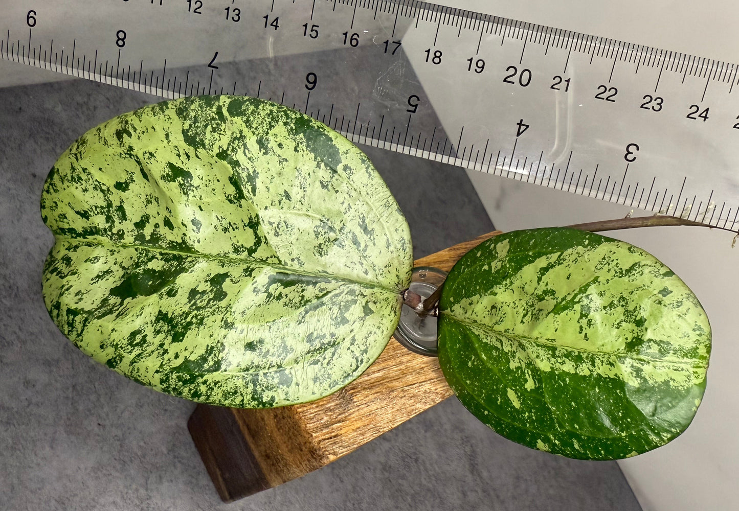 Hoya ‘Michele’ (Silver) •UNROOTED CUTTING•