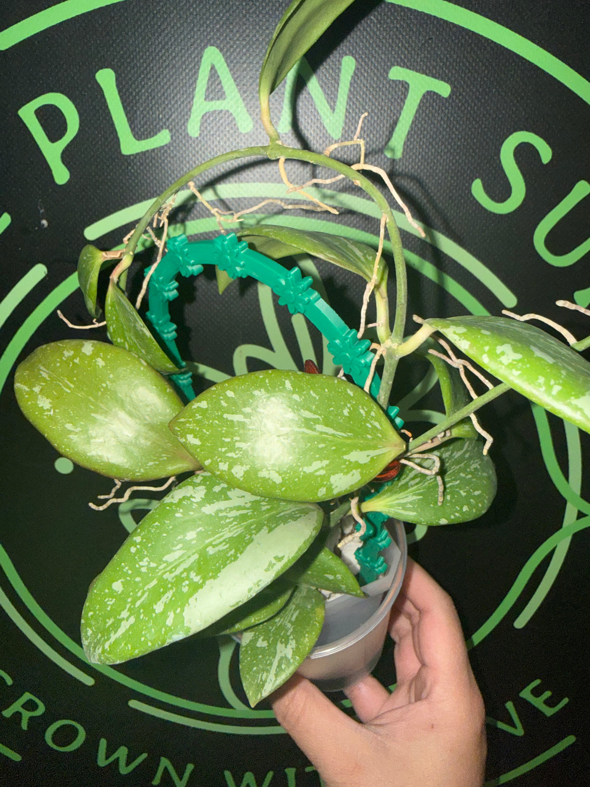Hoya YH_01 (collina x anulata)