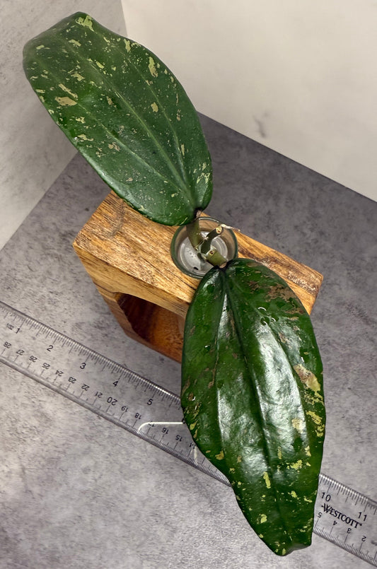 Hoya aff. Rigida Laos •UNROOTED CUTTING•