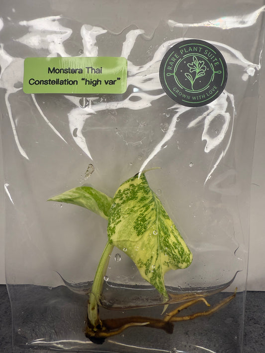 Monstera Deliciosa Thai Constellation ‘High Variegation’ TISSUE CULTURE •growers choice•