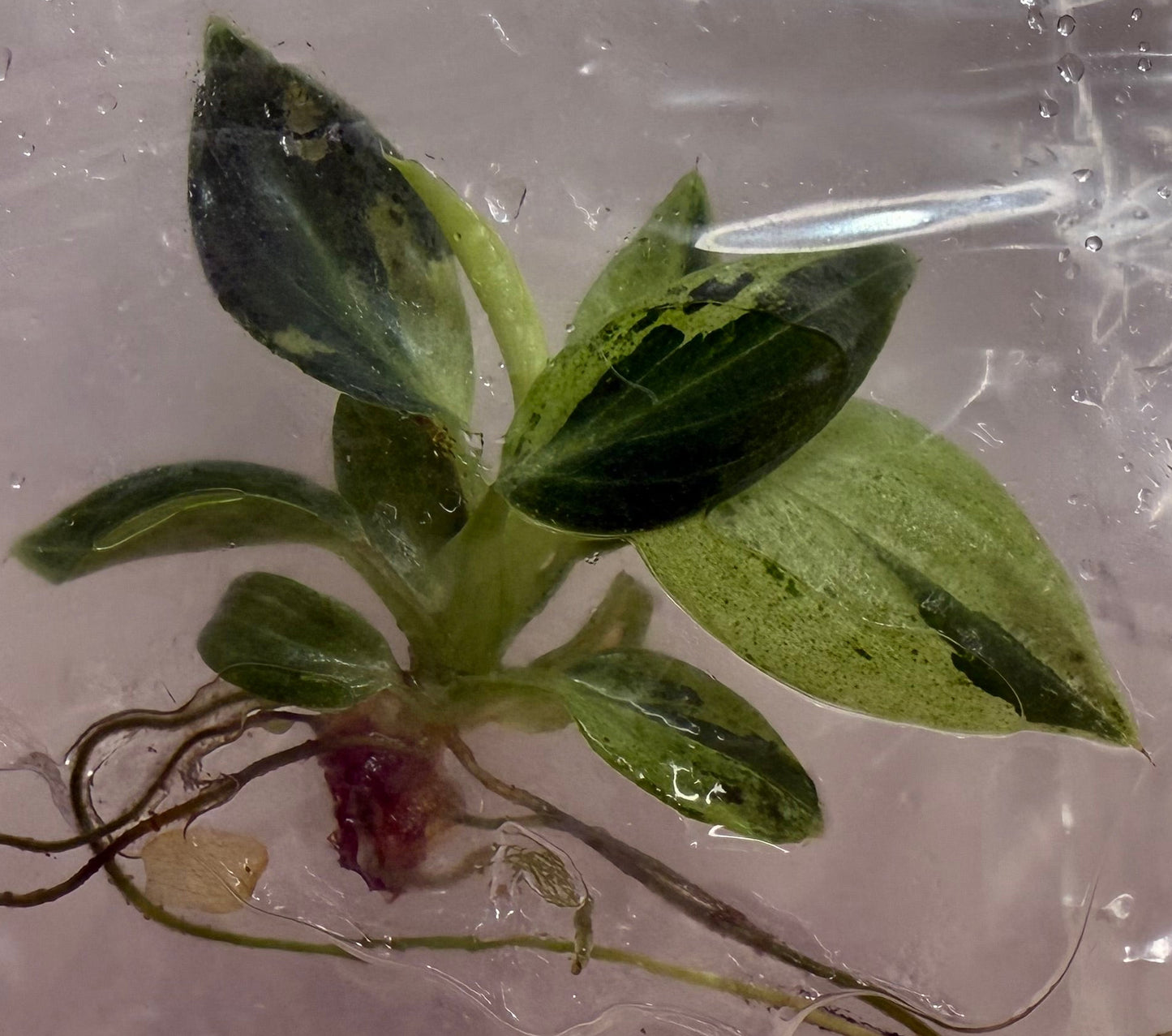 Philodendron Variegated Melanochrysum Tissue Culture •growers choice•