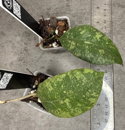 Hoya sp. Kalbar (Splash) •growers choice•