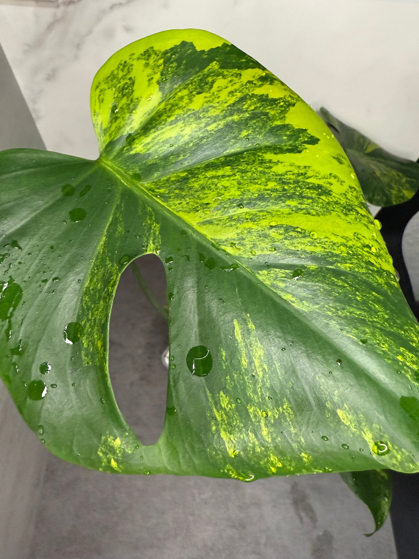Monstera Deliciosa Yellow “Marilyn”