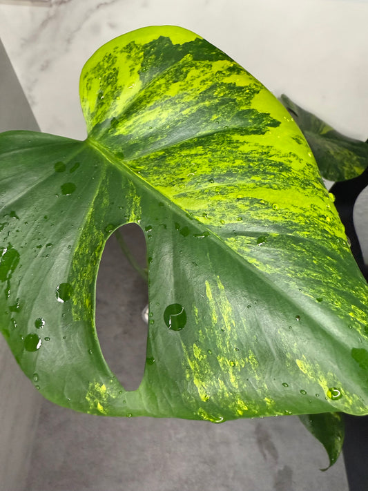 Monstera Deliciosa Yellow “Marilyn”