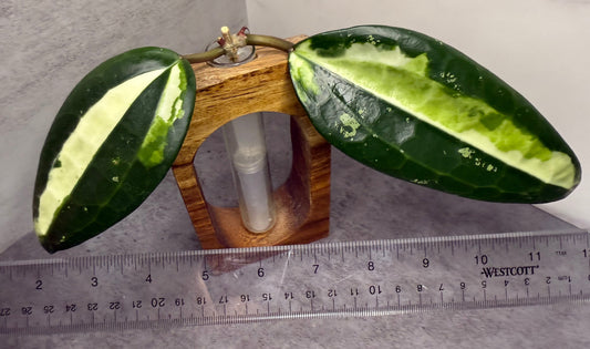 Hoya latifolia ‘Queensy’ •UNROOTED CUTTING•