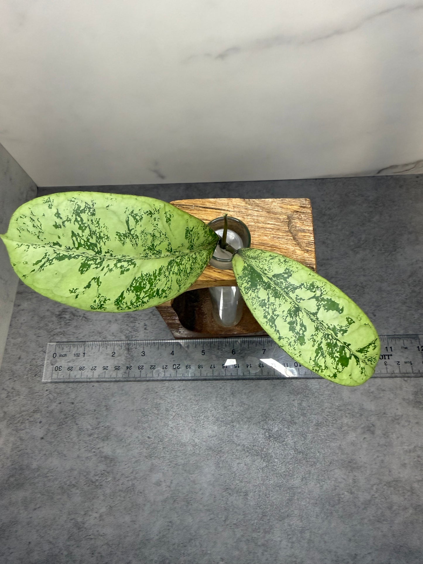 Hoya 'Lorelai' •unrooted cutting•