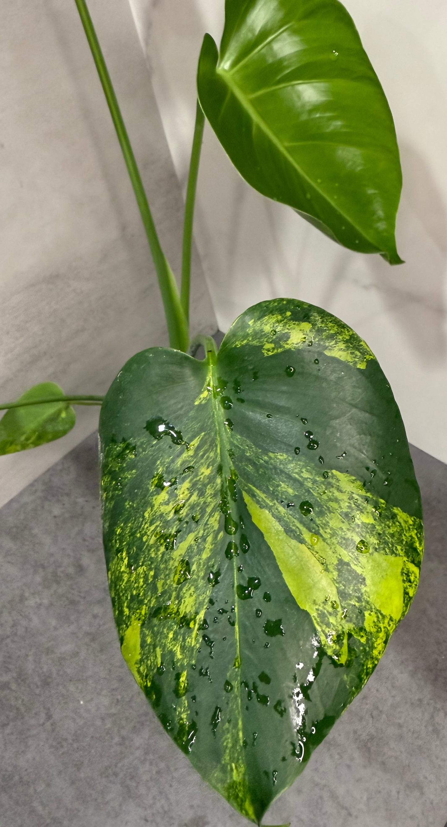 Monstera Deliciosa Yellow “Marilyn”