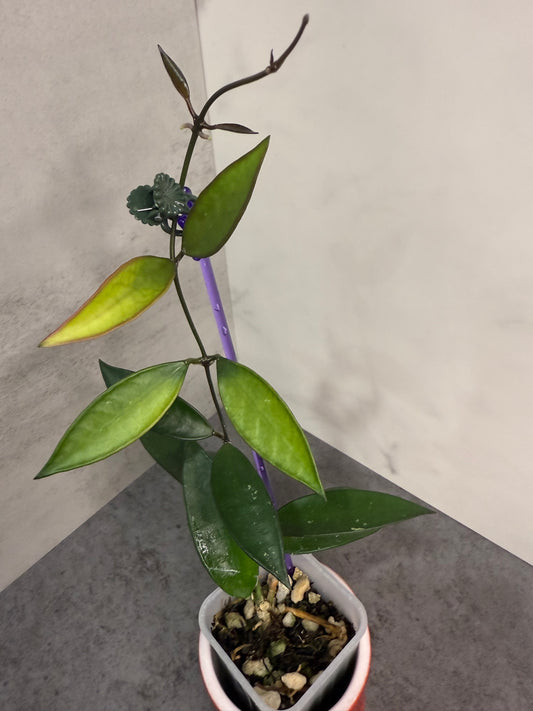 Hoya 'Chicken Massacre' (micrantha x sp. Pola)