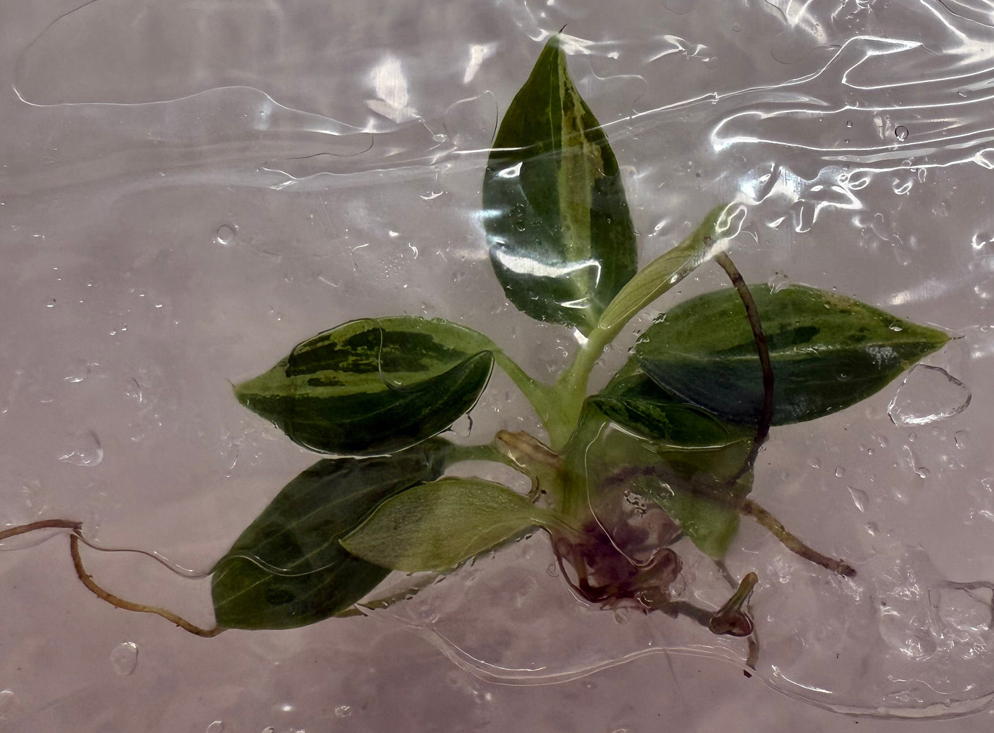 Philodendron Variegated Melanochrysum Tissue Culture •growers choice•