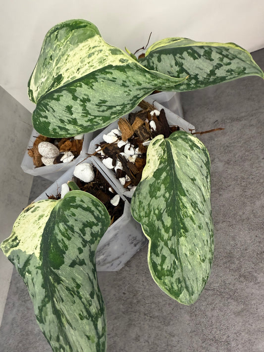 Scindapsus Peasun Variegated •growers choice•