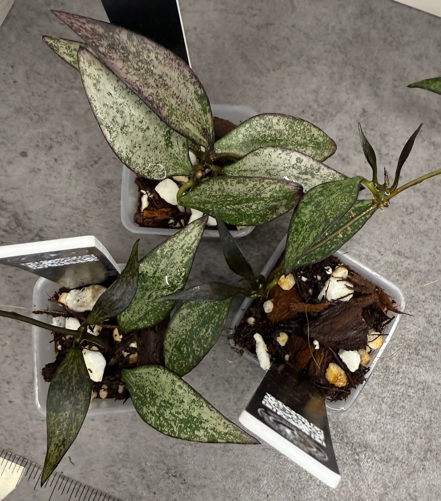 Hoya parviflora 'Tala’ •growers choice•