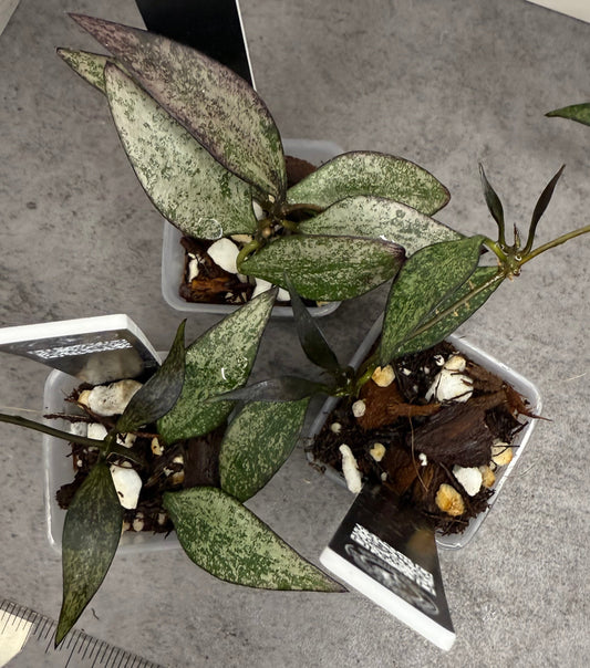 Hoya parviflora 'Tala’ •growers choice•