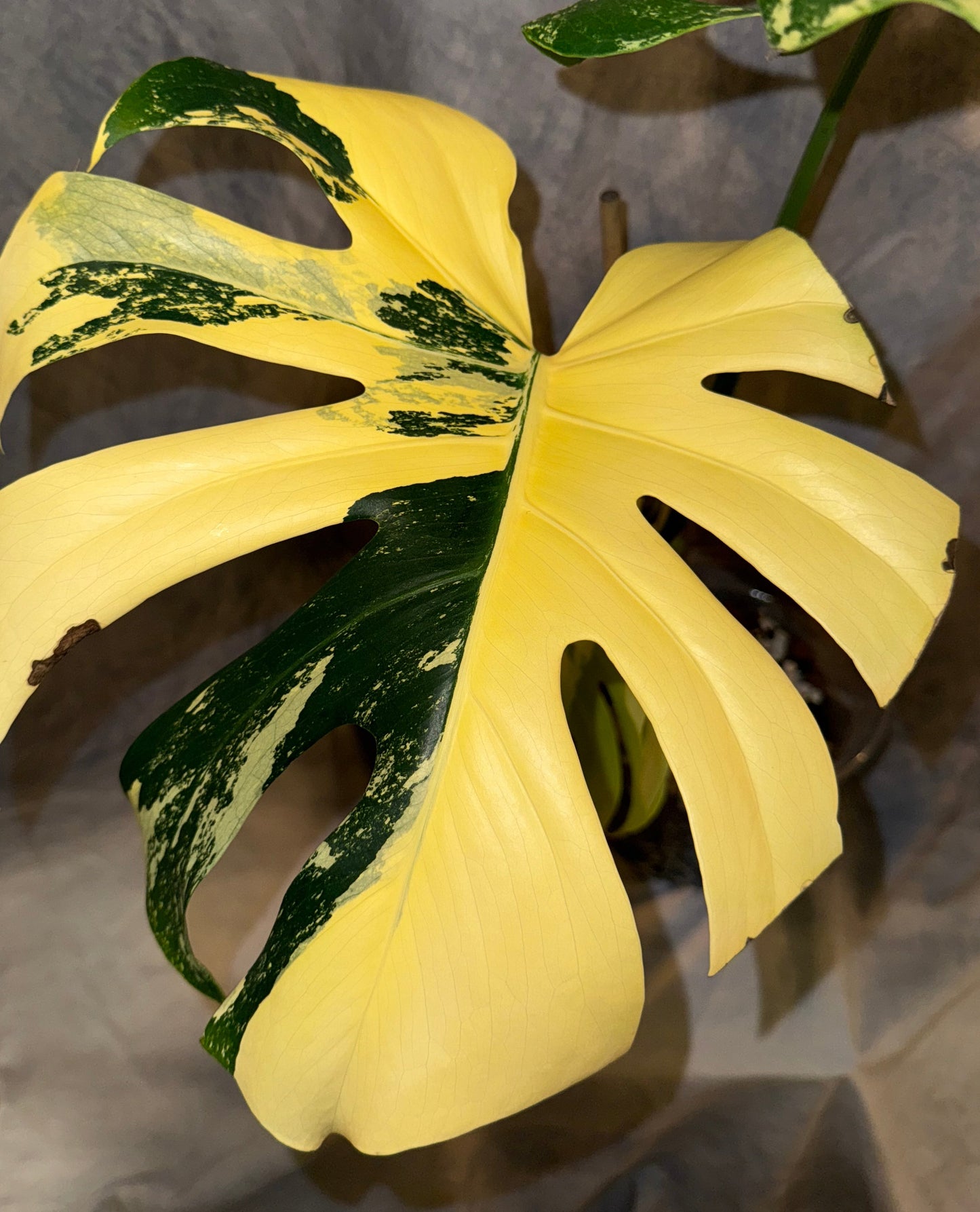 Monstera ‘Pom Pom’ 3 leaf