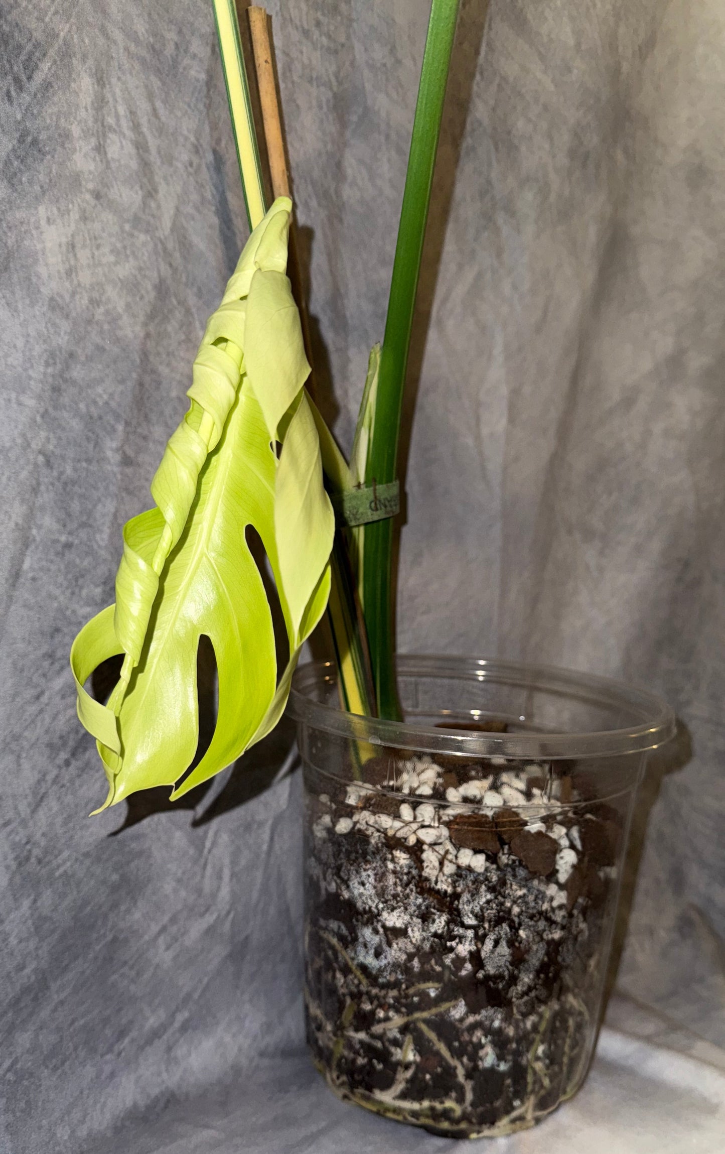 Monstera ‘Pom Pom’ 3 leaf