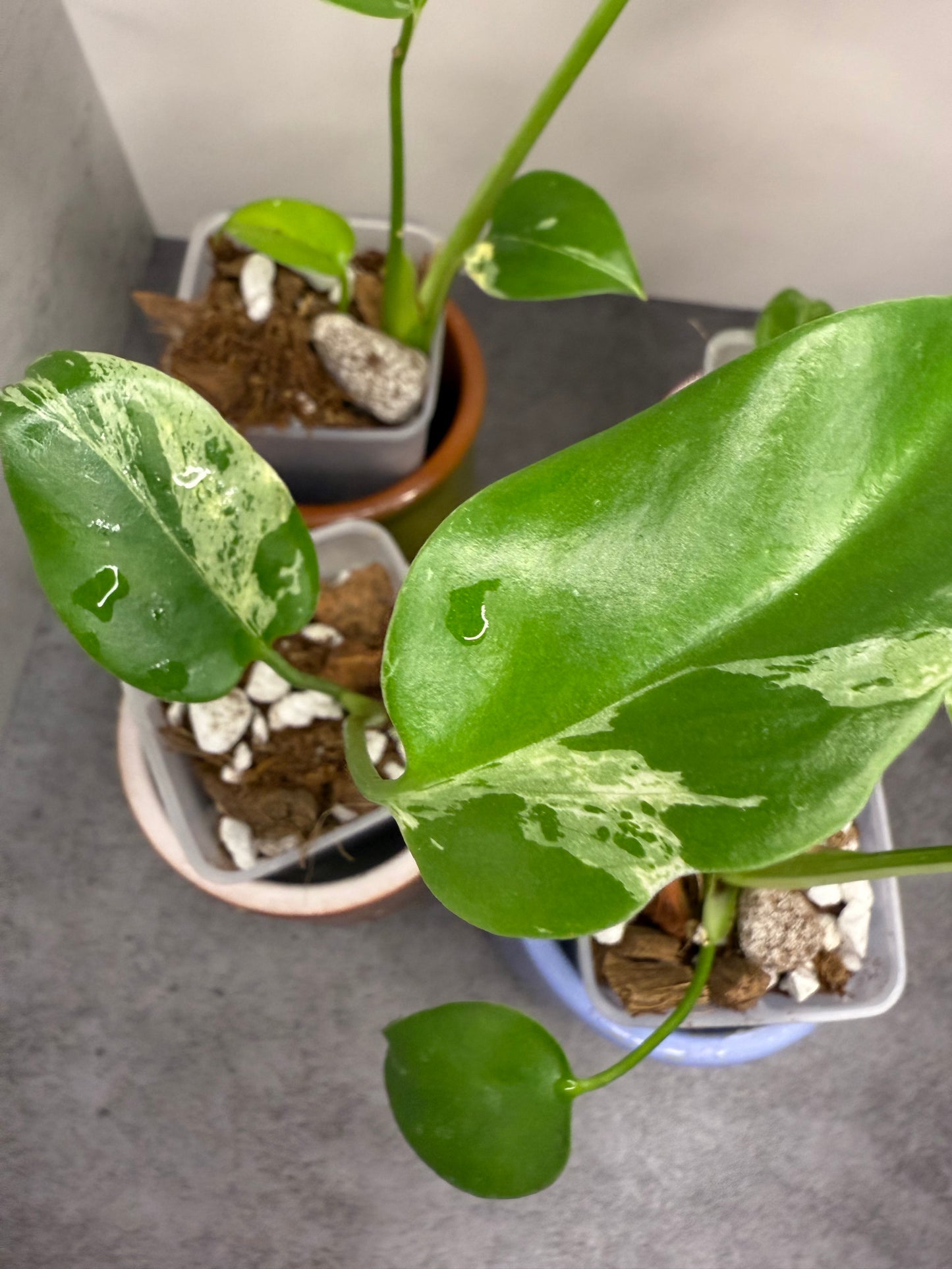 Monstera Deliciosa Bulbasaur •growers choice•