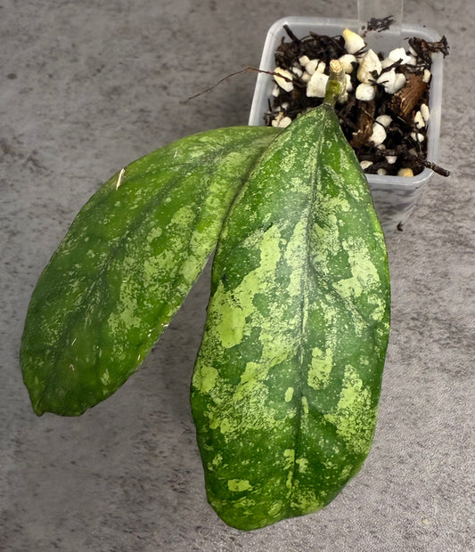 Hoya deykeae x Hoya 'Chicken Farm'