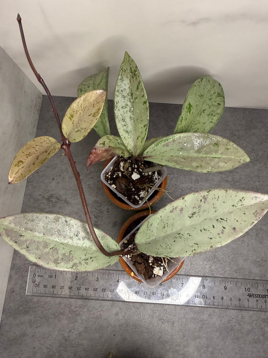 Hoya pubicalyx 'Silver Ghost' •growers choice•