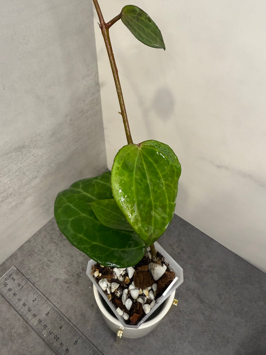 Hoya latifolia ‘West Java’