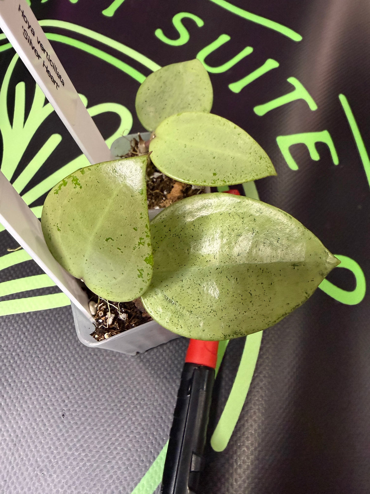 Hoya verticillata 'Silver Heart' •growers choice•