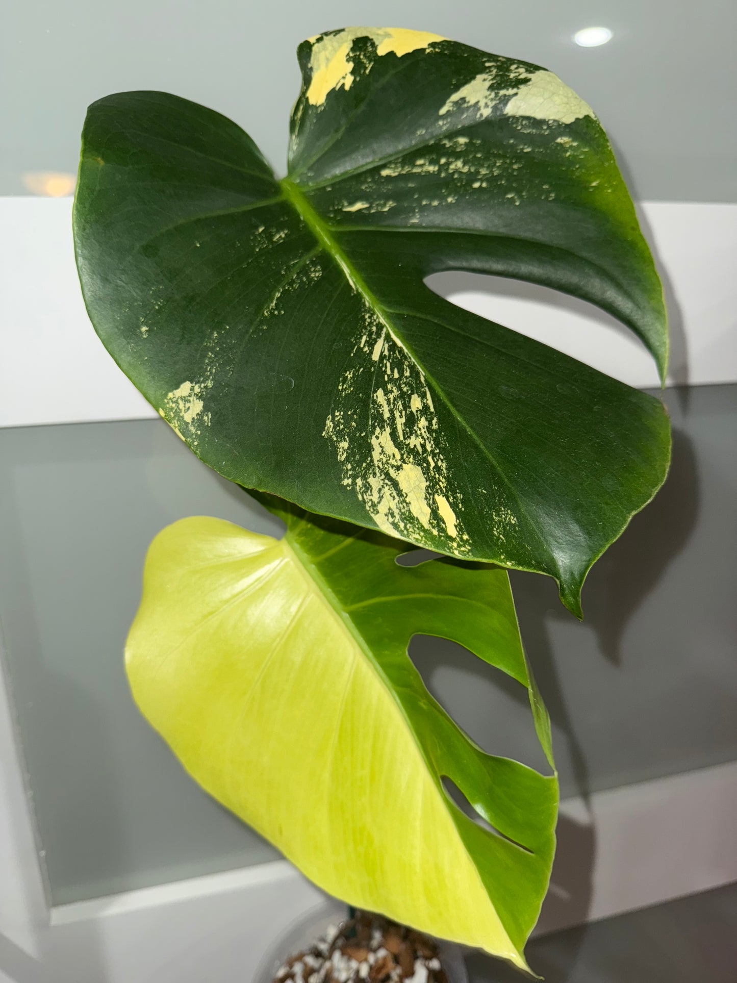 Monstera ‘Pom Pom’ 2 leaf