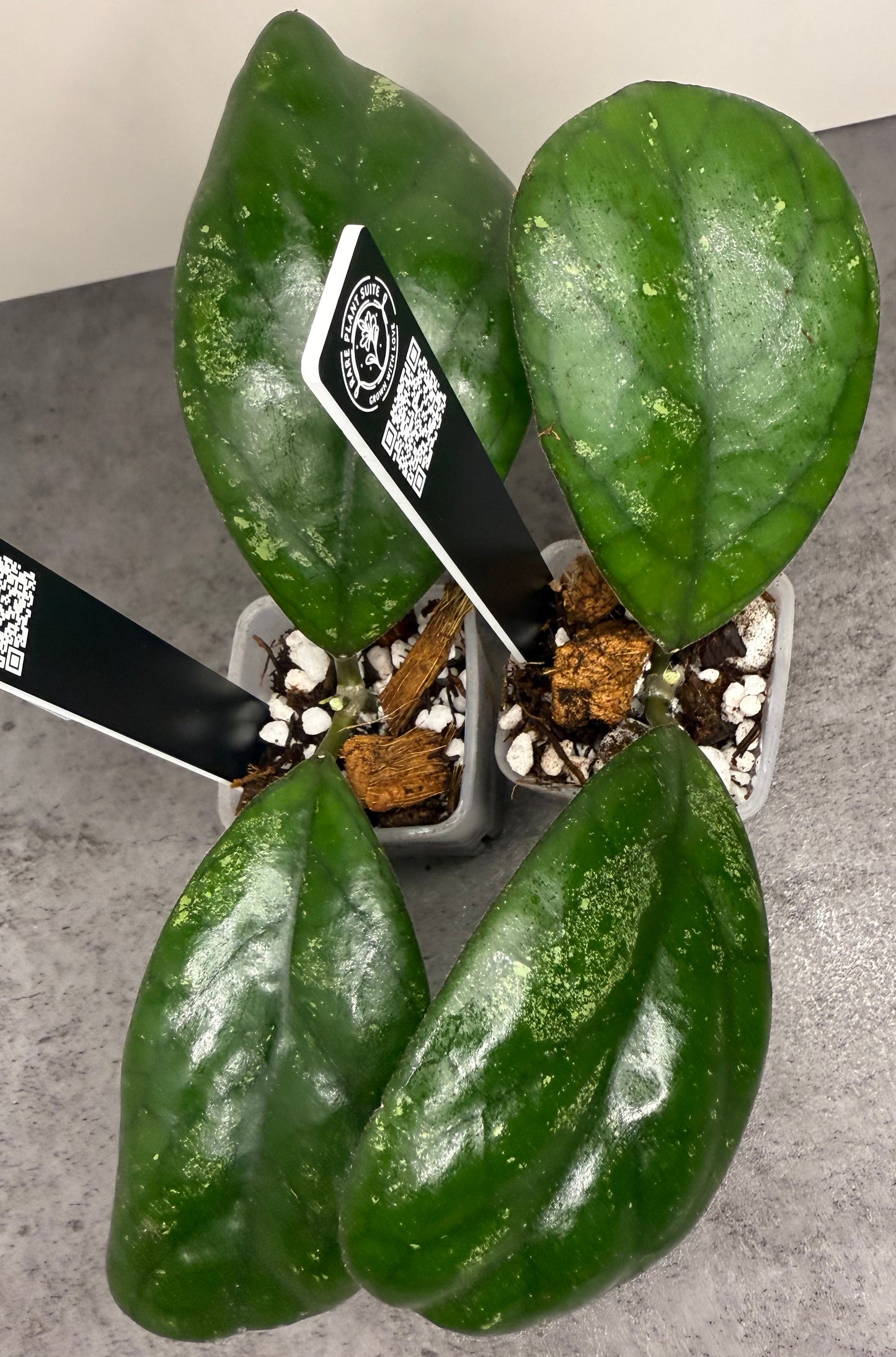 Hoya cv. ‘Elvis’ •growers choice•