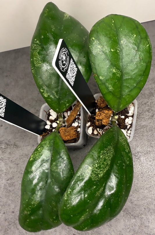 Hoya cv. ‘Elvis’ •growers choice•