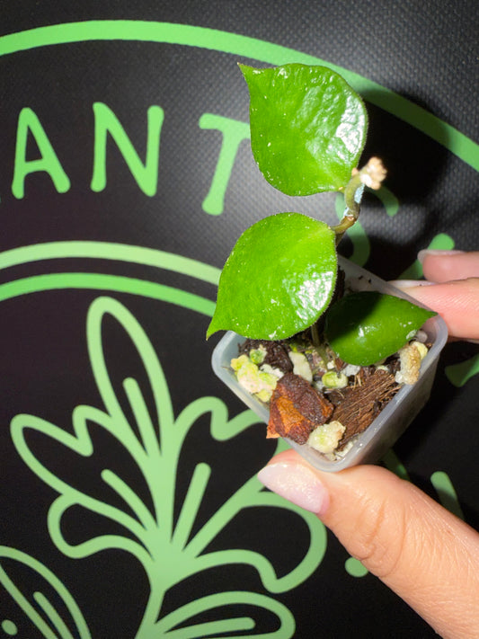 Hoya minutiflora •growers choice•