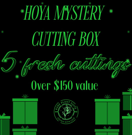 Hoya Mystery Box (5 fresh cuttings)