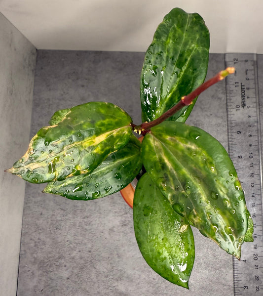 Hoya ‘Crocodile’