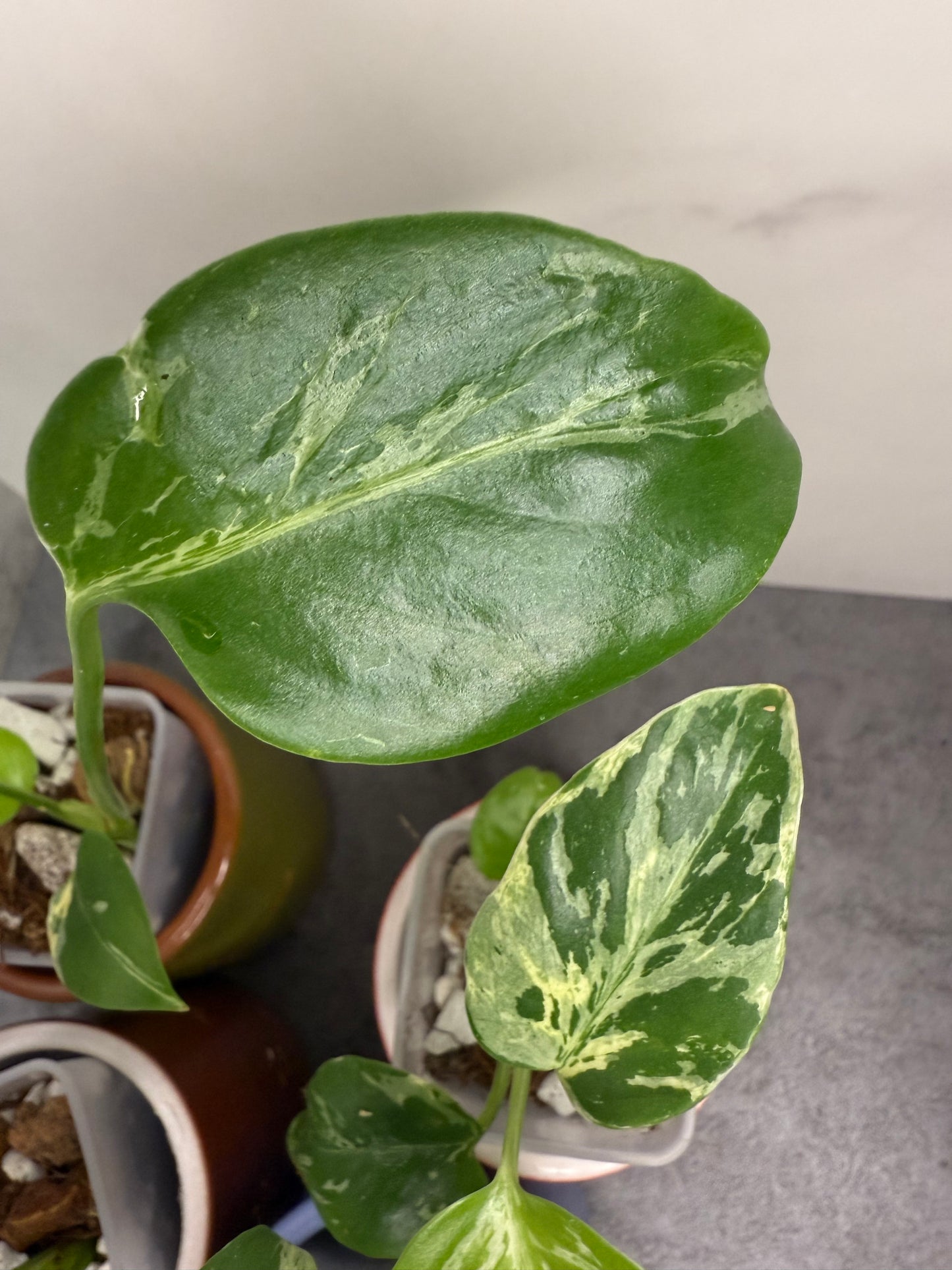 Monstera Deliciosa Bulbasaur •growers choice•