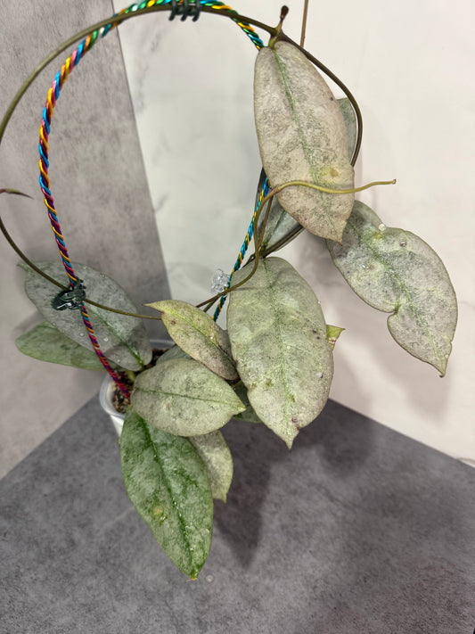 Hoya mitrata ‘Silver Borneo’