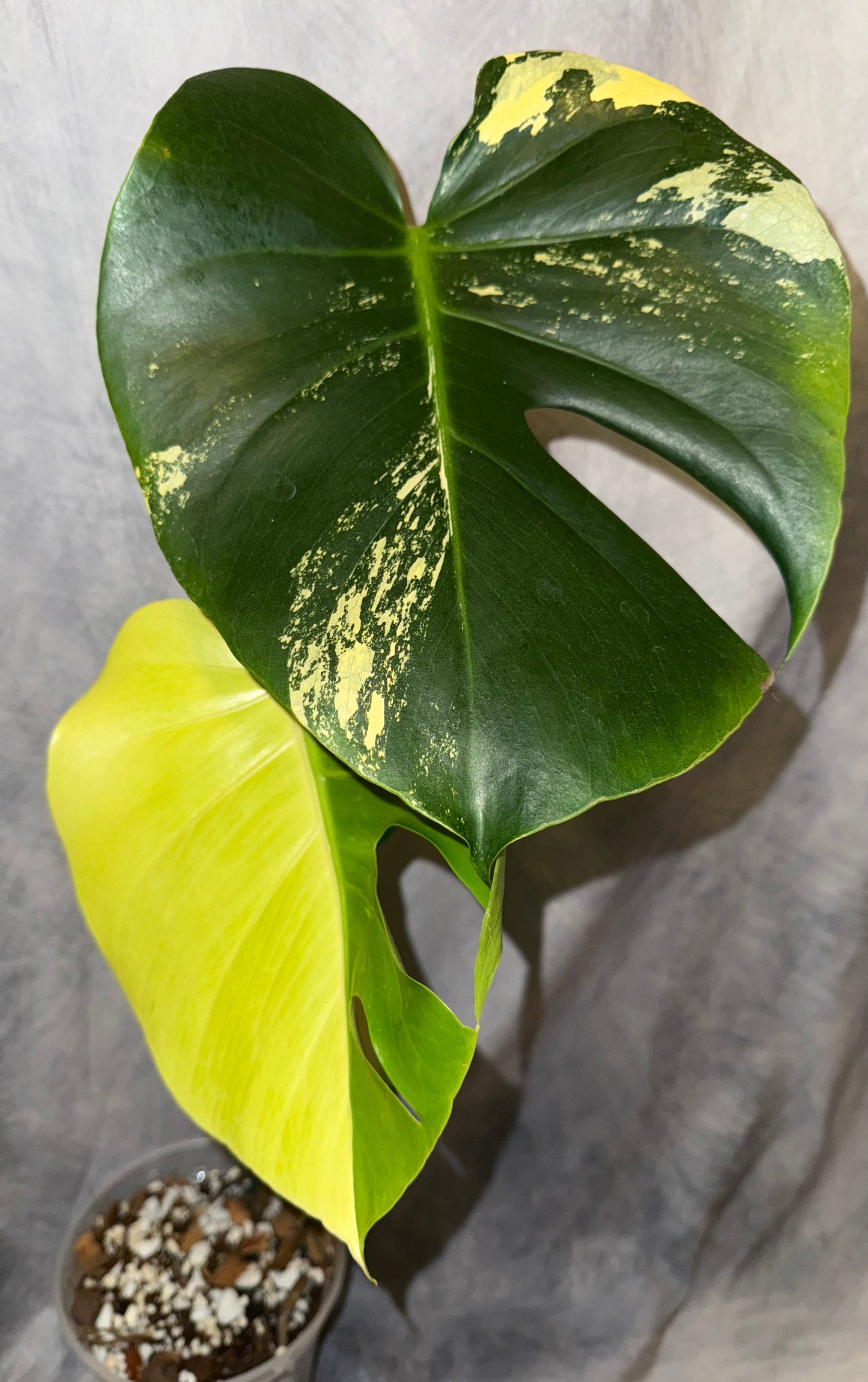 Monstera ‘Pom Pom’ 2 leaf