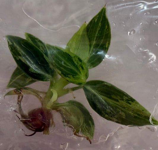 Philodendron Variegated Melanochrysum Tissue Culture •growers choice•