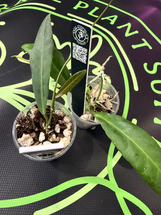 Hoya pulchra •growers choice•