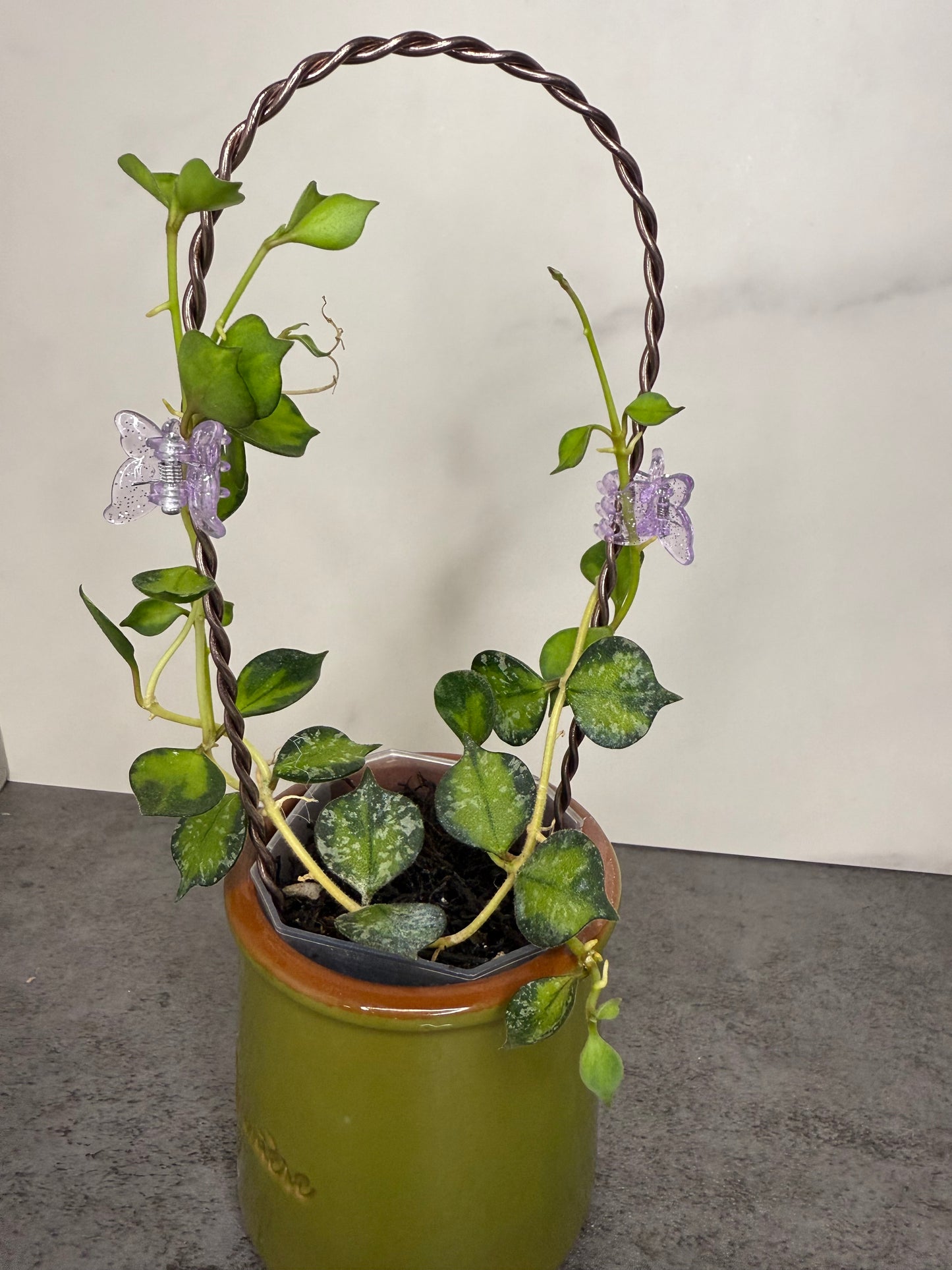 Hoya curtisii (variegated)